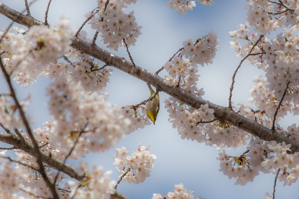半田山　桜