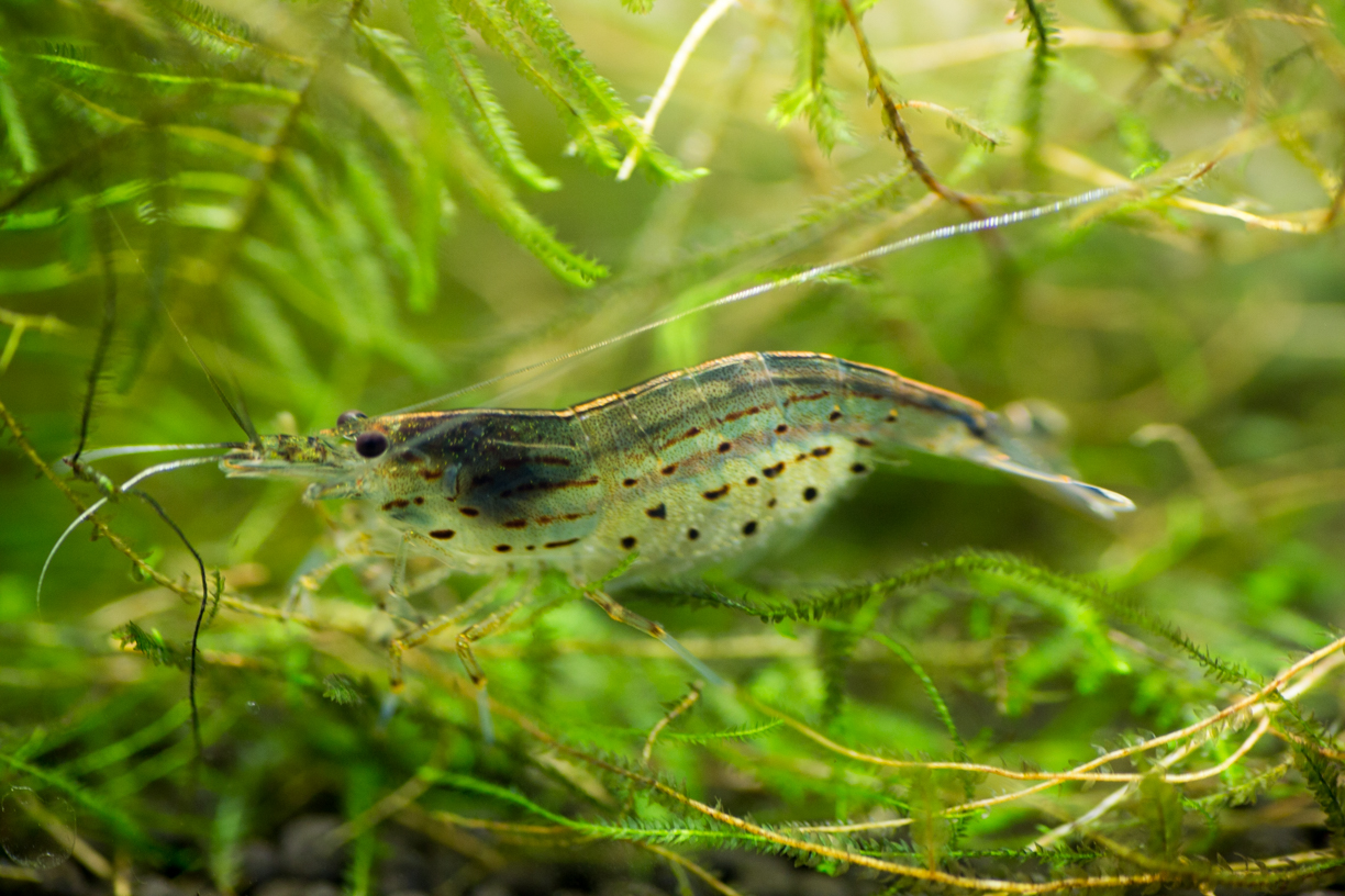 ヤマトヌマエビがまさかの抱卵 みゆきの稚魚はすくすく成長中