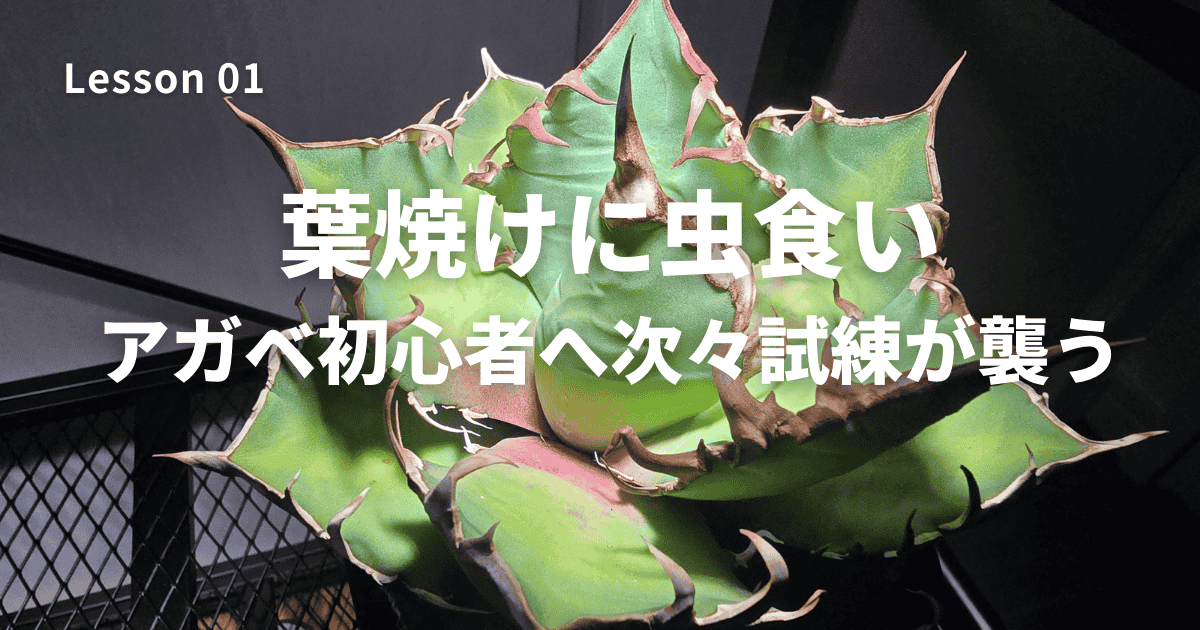 葉焼けに虫食い初心者へ次々試練が襲う