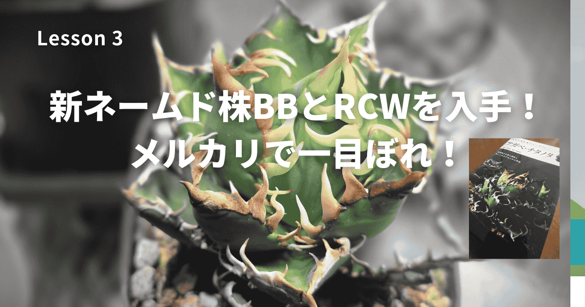 Lesson3　新ネームド株BBとRCWを入手！メルカリで一目ぼれ！