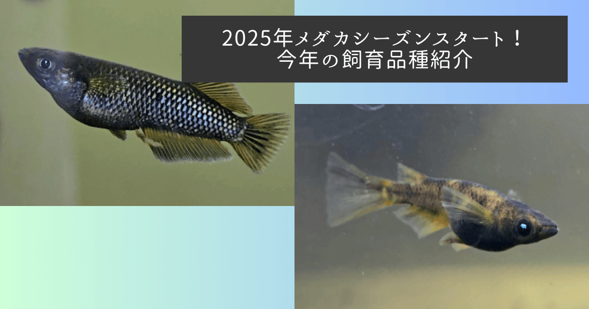 2025年メダカシーズンスタート！今年の飼育品種紹介