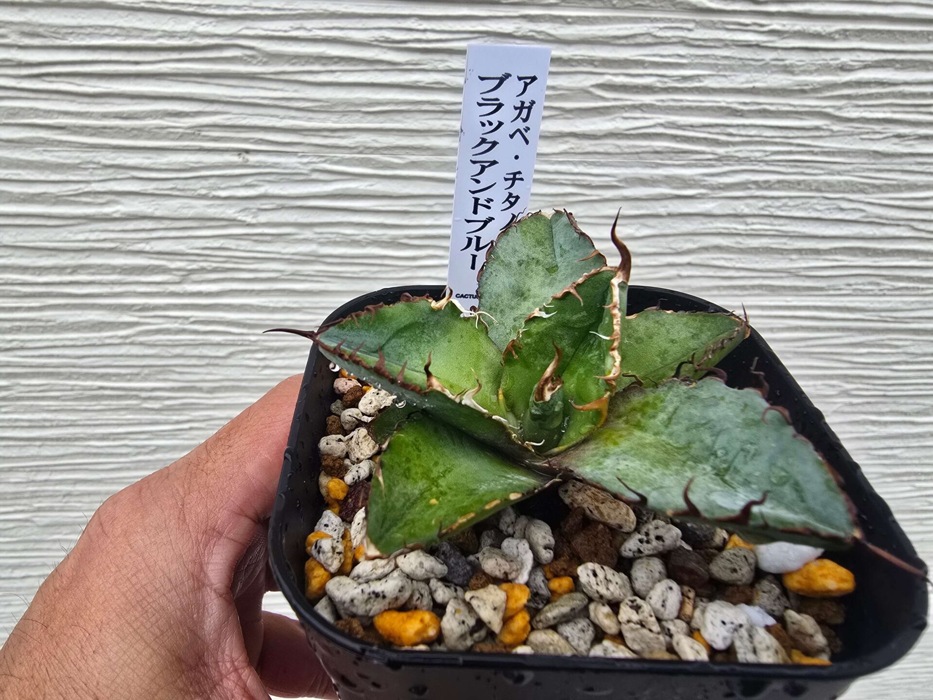 Lesson4　アガベのBBにベニカXネクスト使っちゃダメ！薬害で葉がボロボロ